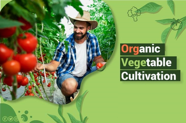 Organic Vegetable Cultivation