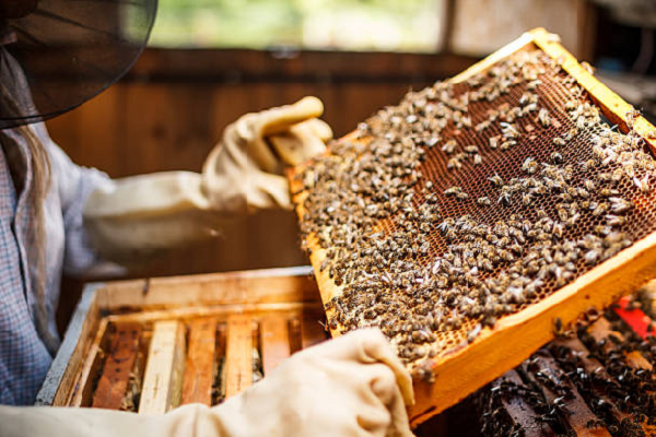 Apiculture (Honey Bee Keeping)